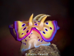 Elegant nudibranch, Olympus Pen Epl1 by Marivic Maramot 